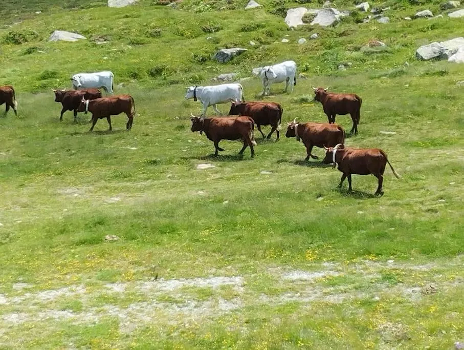 Apto Silencioso Vistas A Natura Pas De La Casa